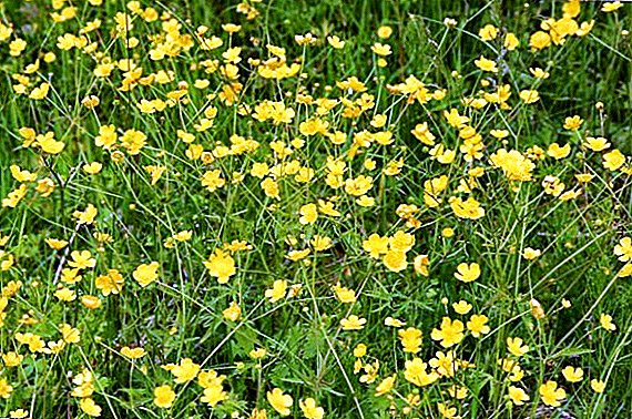Useful properties of buttercups, the use of poisonous plants in different areas