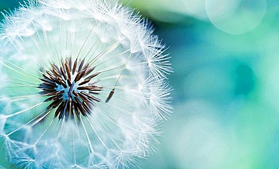 Useful properties of dandelion and their application