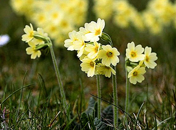Useful properties of primrose and recipes for its use in medicine