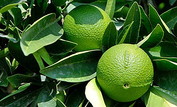 Korisna svojstva, upotreba i štetnost bergamota