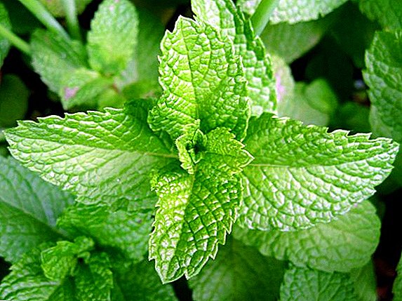 Useful properties of different types of mint