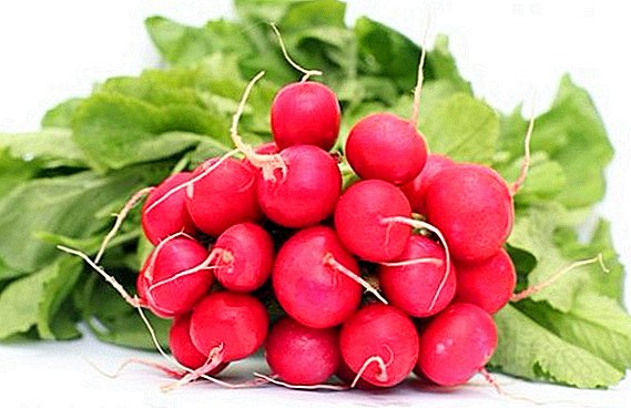 Useful properties of radishes, and how it is used in traditional medicine