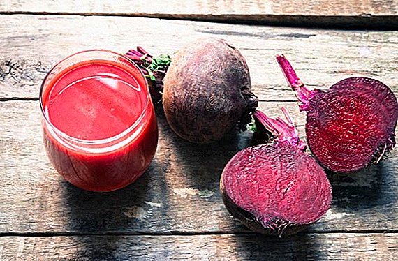 Useful properties of beets, indications and contraindications