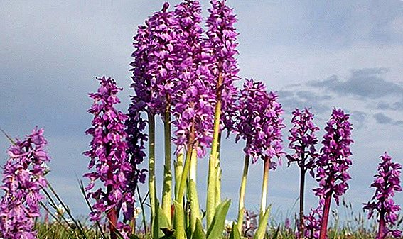 Useful properties of orchid and recipes for its use in medicine
