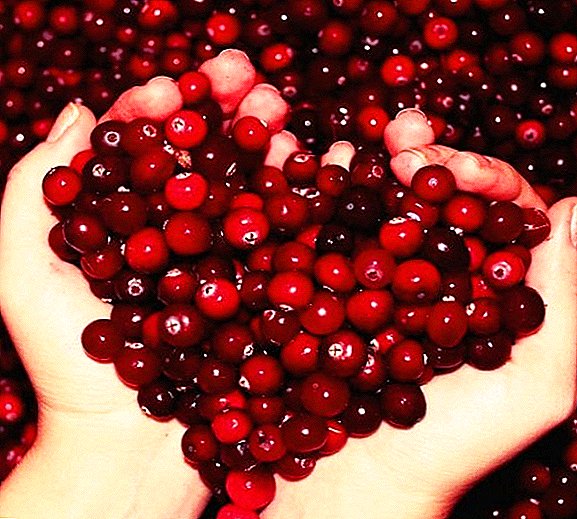 Nützliche Cranberry-Zusammensetzung für die Gesundheit von Frauen