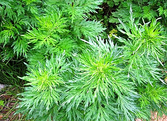 Common wormwood (Chernobyl): cultivation, care and storage