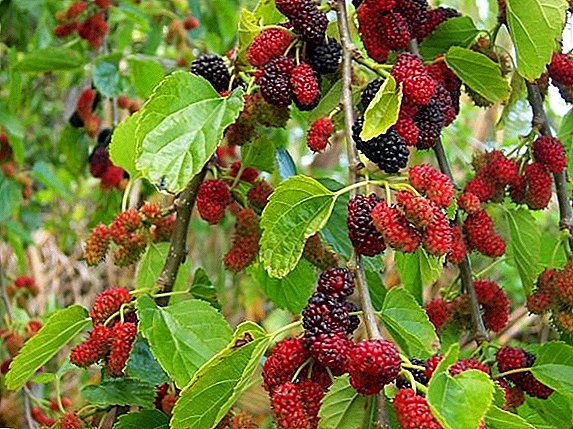 Watering, pruning and breeding mulberries