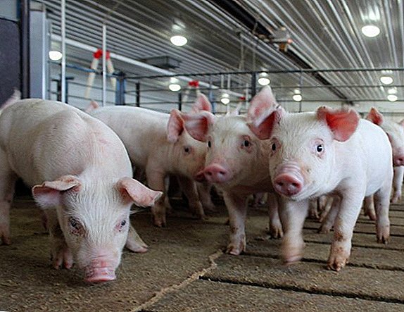 بولندا ترويض فيروس حمى الخنازير الأفريقية