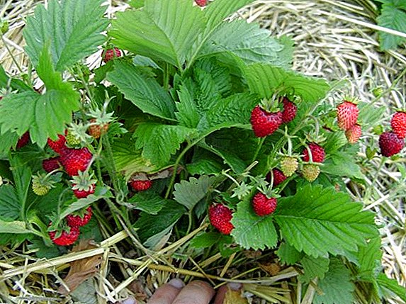 Wir bekommen eine große Ernte von Erdbeer Ali Baba