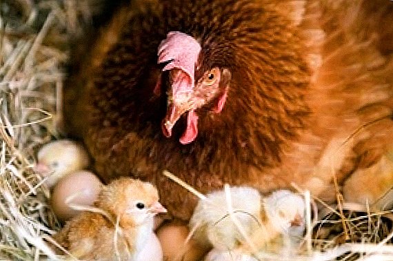 Få ungt fjäderfä genom naturlig inkubation av ägg