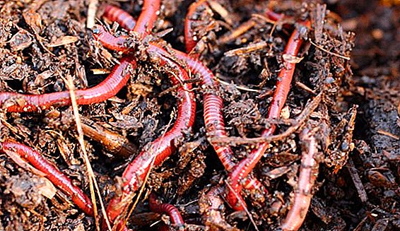 Nutzen und züchten kalifornische Würmer