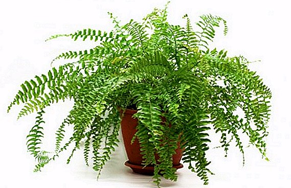 The benefits and harms of home fern