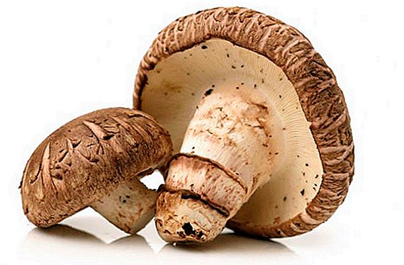 Korzyści i szkody grzybów shiitake