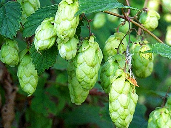 The benefits and harm of hops for humans