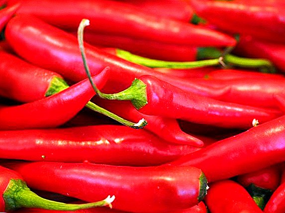 Výhody a poškodenia červenej papriky: liečivé vlastnosti korenín