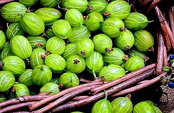 The benefits and harms of gooseberries, as the berries affect human health