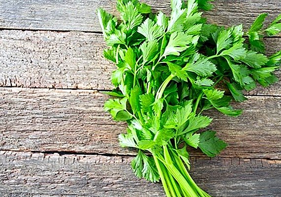 Gezondheidsvoordelen van Celery Leaf