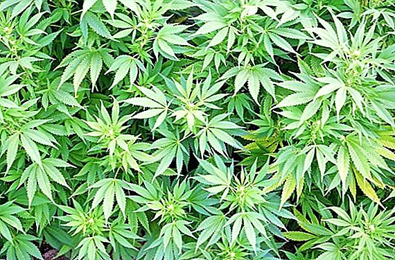 Los beneficios de la marihuana: el uso médico de la planta.