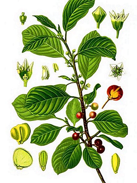 The benefits of buckthorn alder, preparation of medicinal plants