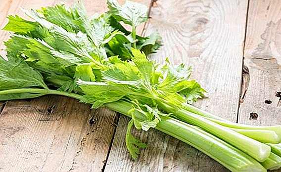The benefits of celery for men
