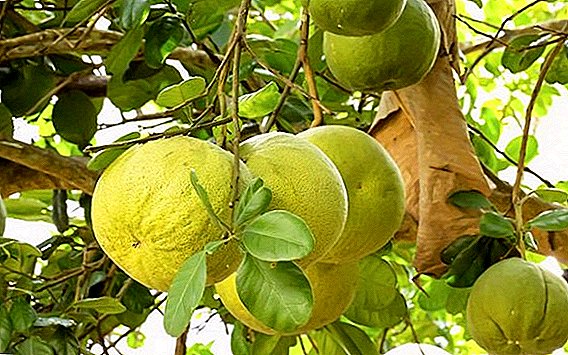 Pomelo: what is contained, what is useful, how to clean and use