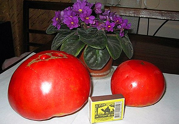 Tomatoes Grandma's secret: well, very large