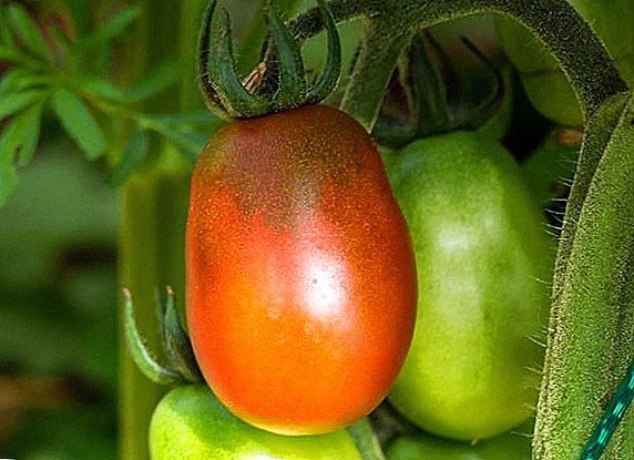 Tomates "Black Moor": características, secretos de un cultivo exitoso