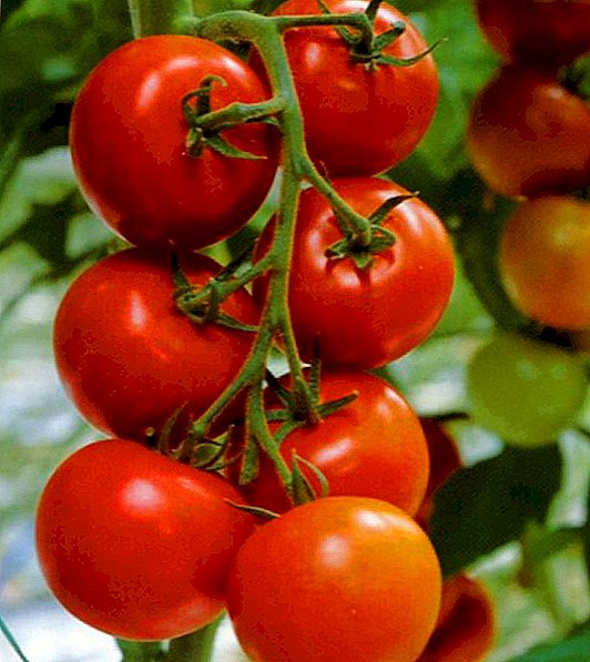 Tomaten "Evpator": Eigenschaften, Vor- und Nachteile