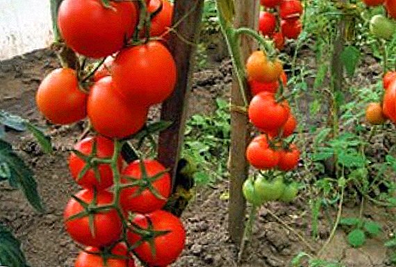 الطماطم "الحدس": خصائص ، أسرار زراعة ناجحة