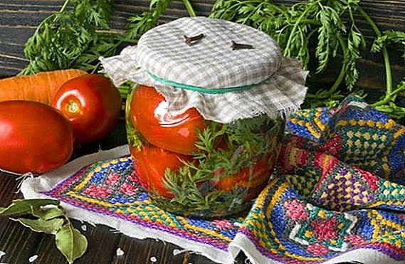Pickled tomatoes with carrot tops: a simple and tasty recipe