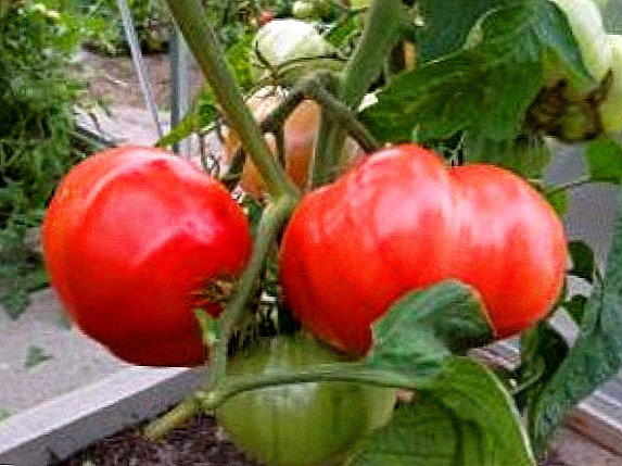 الطماطم "الفيل الوردي": الخصائص ، والغرس والرعاية