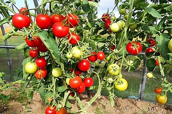 Variety Tomatoes Blagovest: caratteristiche e descrizione della varietà