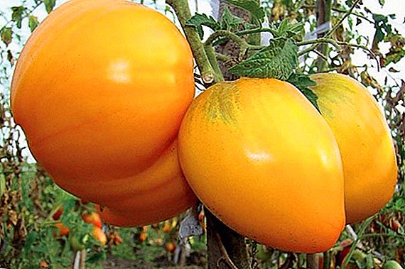 Tomaattilajikkeet "Siperian kuningas": ovatko haitat?