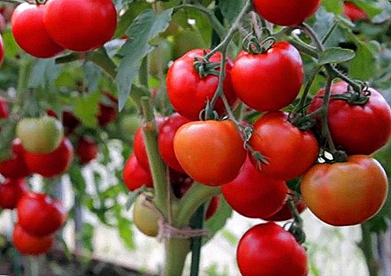 Rajčiaky odrody Lyubasha: funkcie skorých odrôd paradajok