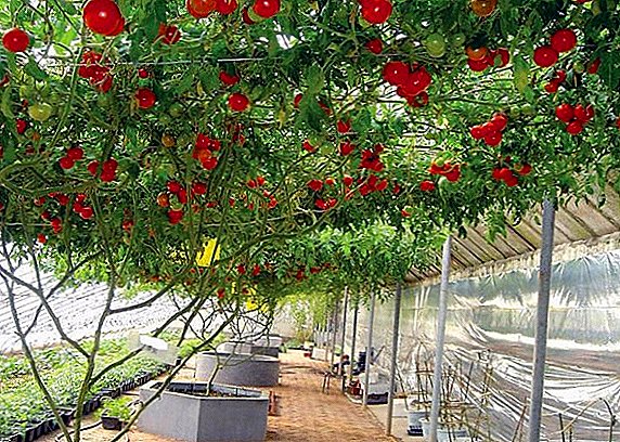 الأخطبوط الطماطم: ملامح نمو شجرة الطماطم