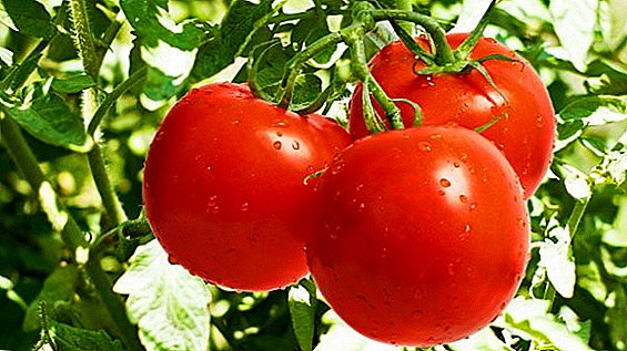 Tomatid: milline on kasutamine ja kas see kahjustab tervist?