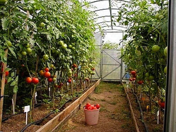 Tomatoes in the greenhouse - it's easy! VIDEO