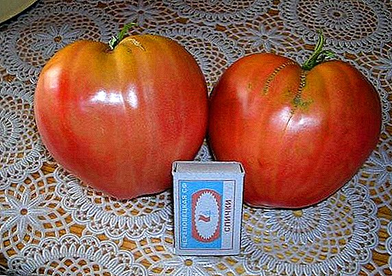 Pomidorai Ox-Heart: savybės, sėkmingos auginimo paslaptys