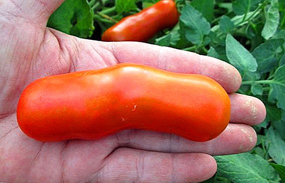 Paradajková klobása: odroda paradajok Gigolo