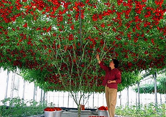 Stablo rajčice: je li moguće rasti u otvorenom tlu u sredini