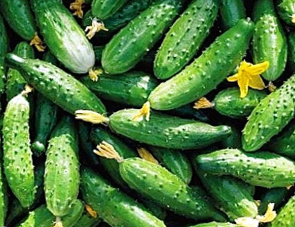 Help yourself: self-pollinated cucumbers