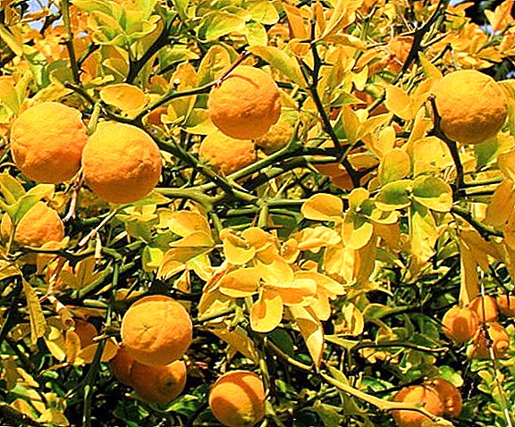 Poncirus trifoliata (Poncirus trifoliata): caring for tree shrubs, useful properties