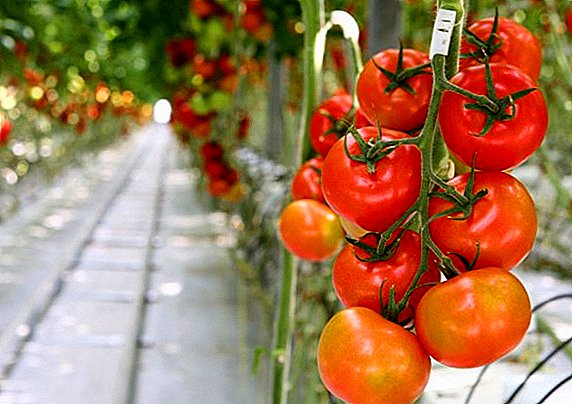 Lowering the cost of greenhouse vegetables in Poland upsets Ukrainian manufacturers