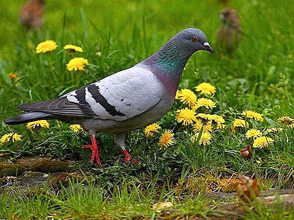 Diarrhée du pigeon: causes et traitement
