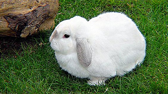 Ripuli kaniineissa: mitä tehdä, miten ja mitä hoitaa