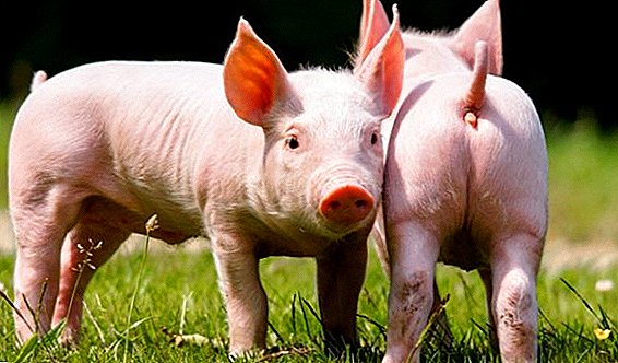 חזירונים שלשול: גורם למחלה, איך וכיצד לטפל בבעלי חיים צעירים ומבוגרים