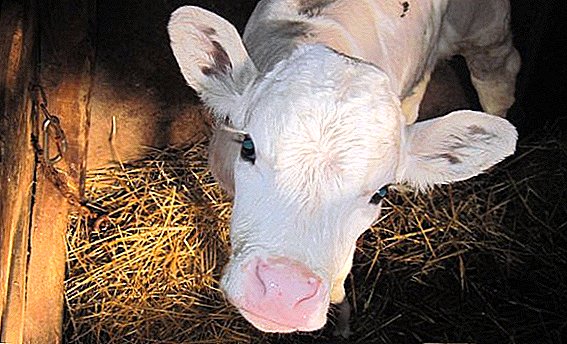 Diarrhea in calves: treatment with antibiotics and folk remedies