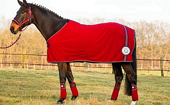 Horsecloth pre koňa: čo je to, ako šiť vlastnými rukami