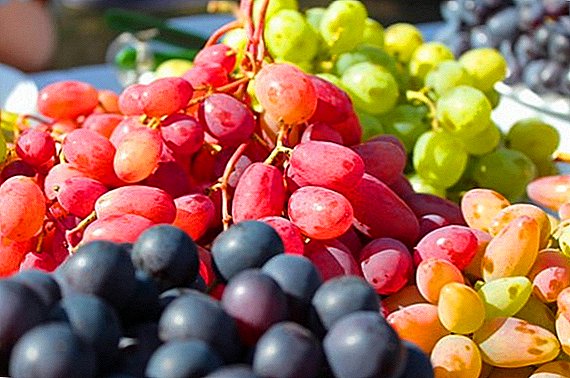 Popular a dozen varieties of nutmeg grapes