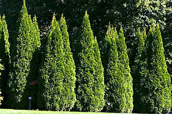 Popular frost-resistant varieties of western thuja with description and photos